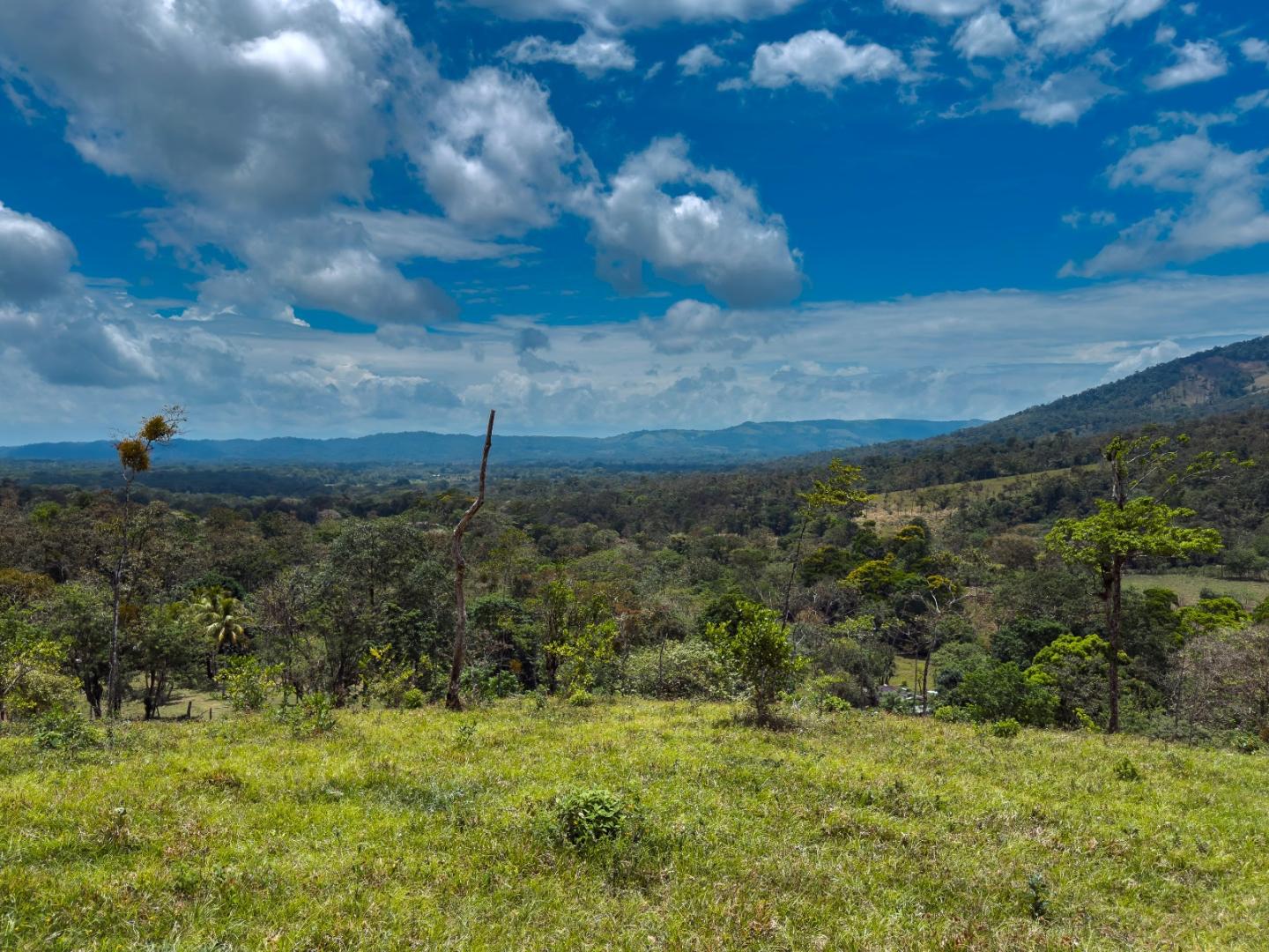 FINCA ABUELO | COSTA RICA