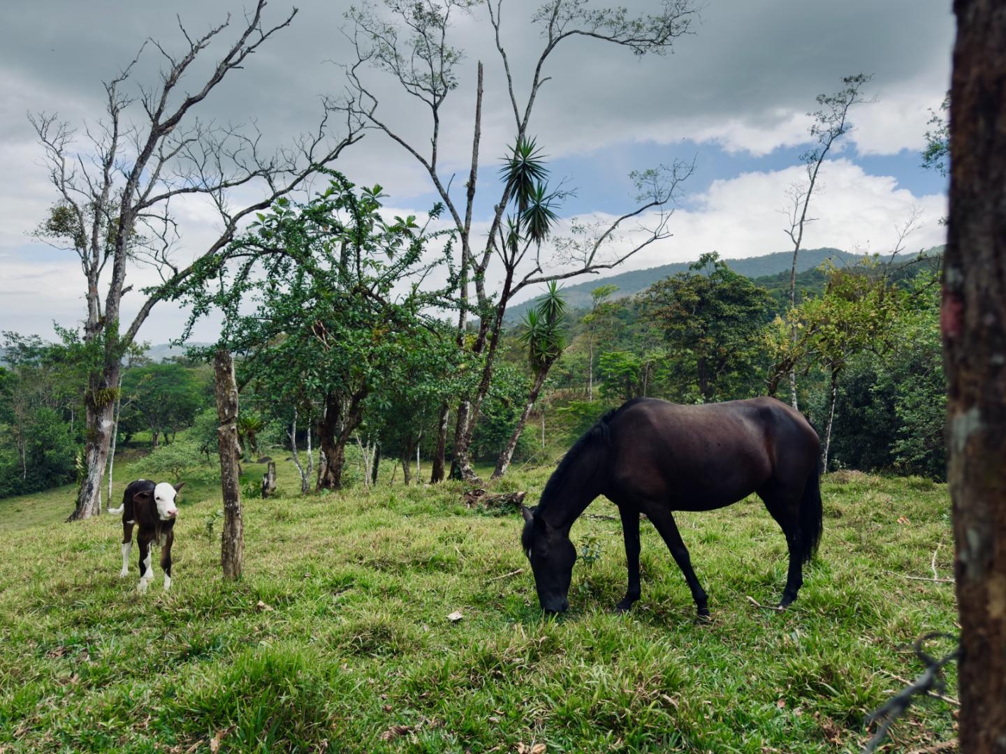 FINCA ABUELO | COSTA RICA