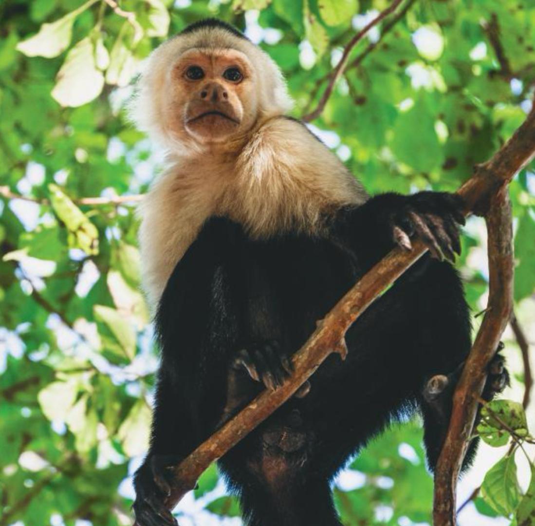 BAHÍA PAPAGAYO COSTA RICA